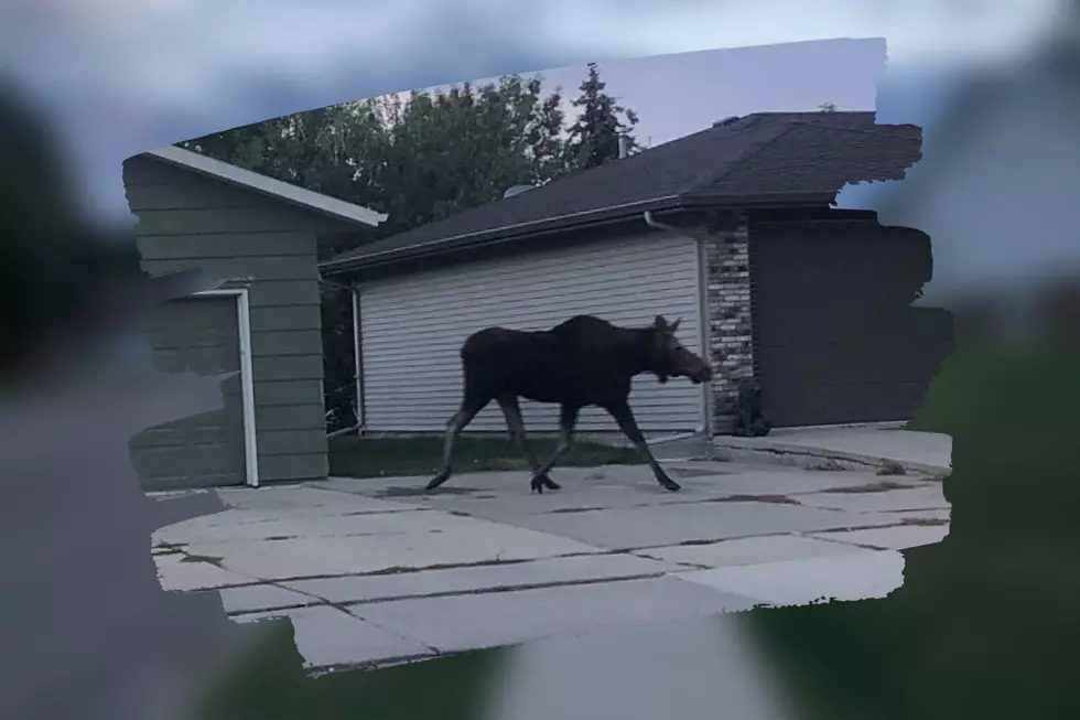 Moose On The Loose In Bismarck