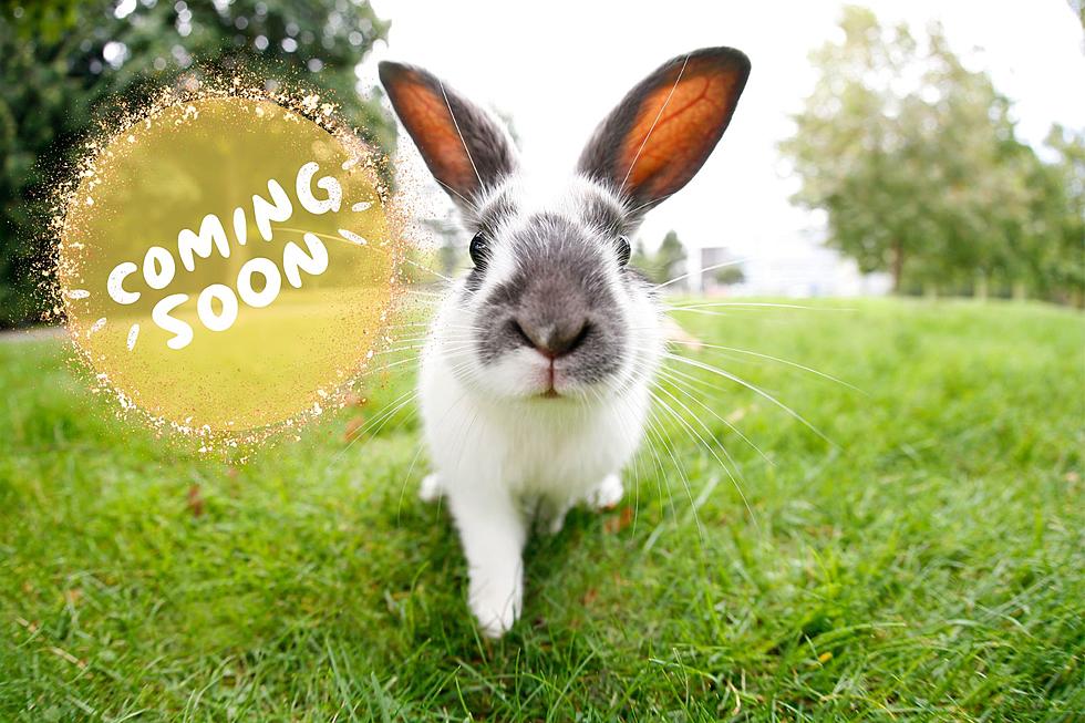 Don't Worry, Be Hoppy! The Easter Bunny Is Coming To Bismarck
