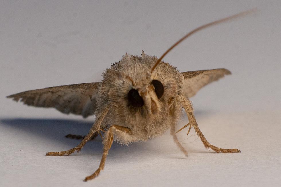 If You See This Moth In North Dakota, Squish It