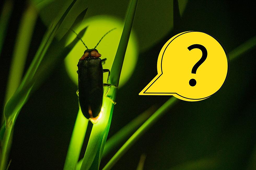 Are There Any Fireflies In North Dakota?!