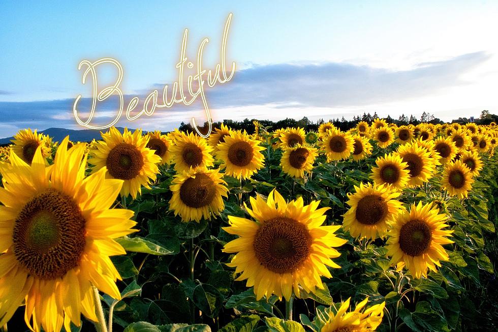 North Dakota Sunflower Fields: Here's Where To Find Them!