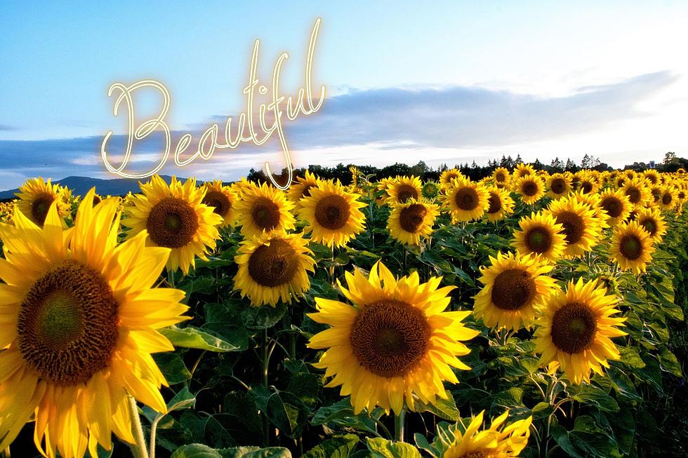 North Dakota Sunflower Fields: Here’s Where To Find Them!