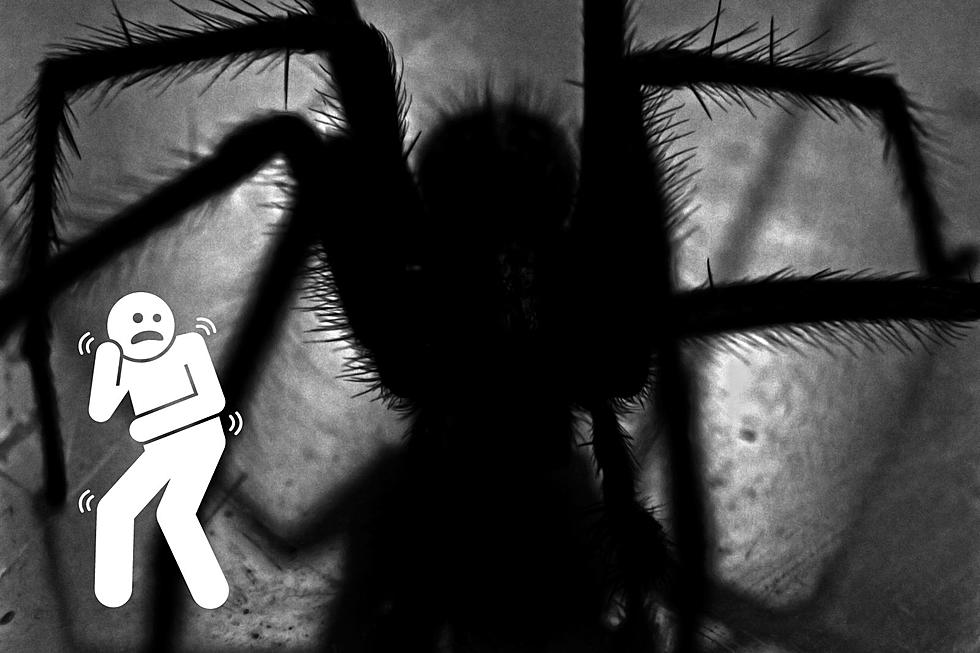4 Easy Ways North Dakotans Can Keep Spiders Out Of Their Homes