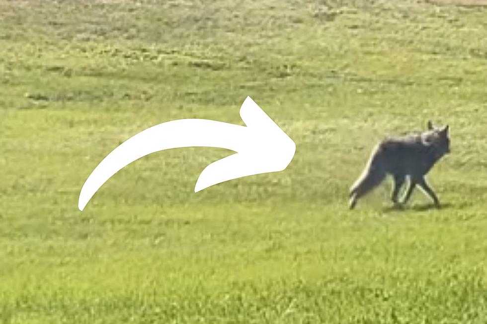 [VIDEO] Coyote On The Loose In Residential Bismarck!