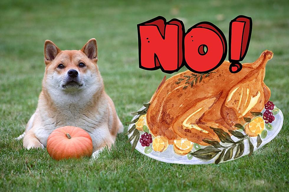 North Dakota: Don&#8217;t Let Your Dogs Eats These Thanksgiving Foods
