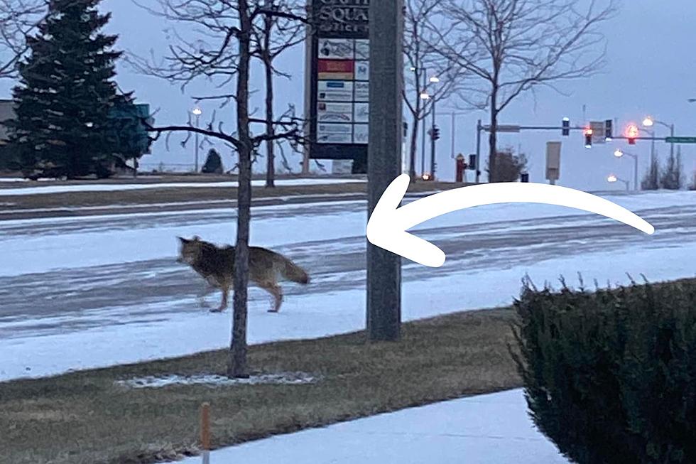Coyote On the Prowl in North Bismarck - Residents Beware!