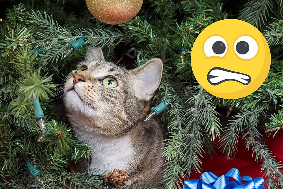 North Dakota: Here’s How To Keep Your Cats Out Of Your Christmas Tree