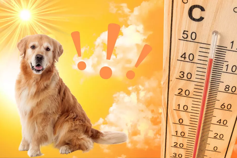 North Dakota Pet Owners: Don't Make THIS Mistake During Summer