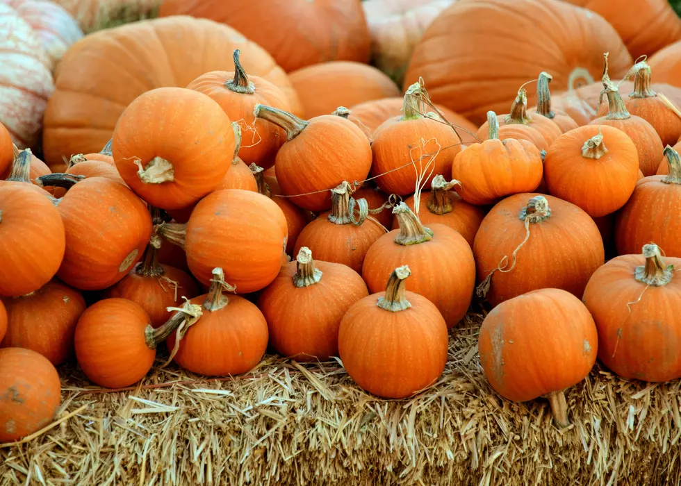 Bismarck’s Papa’s Pumpkin Patch Announces Opening Dates For 2026 Season