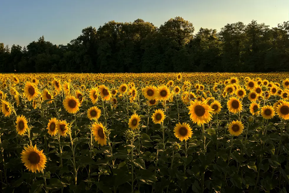 North Dakota Tourism Updates 2026 Sunflower Field Map