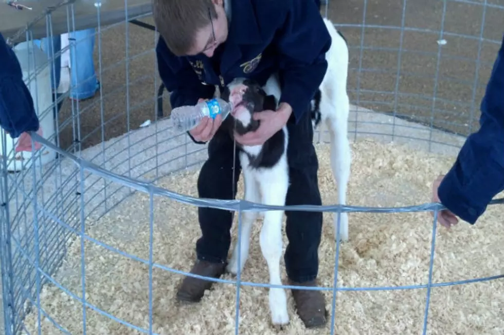 Morton County Ag Day was Hands On!