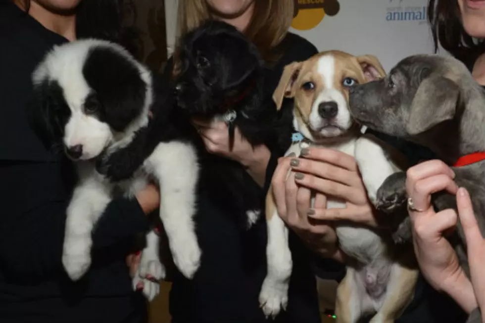Forget Super Bowl, Puppy Bowl 2014 on Animal Planet Sunday