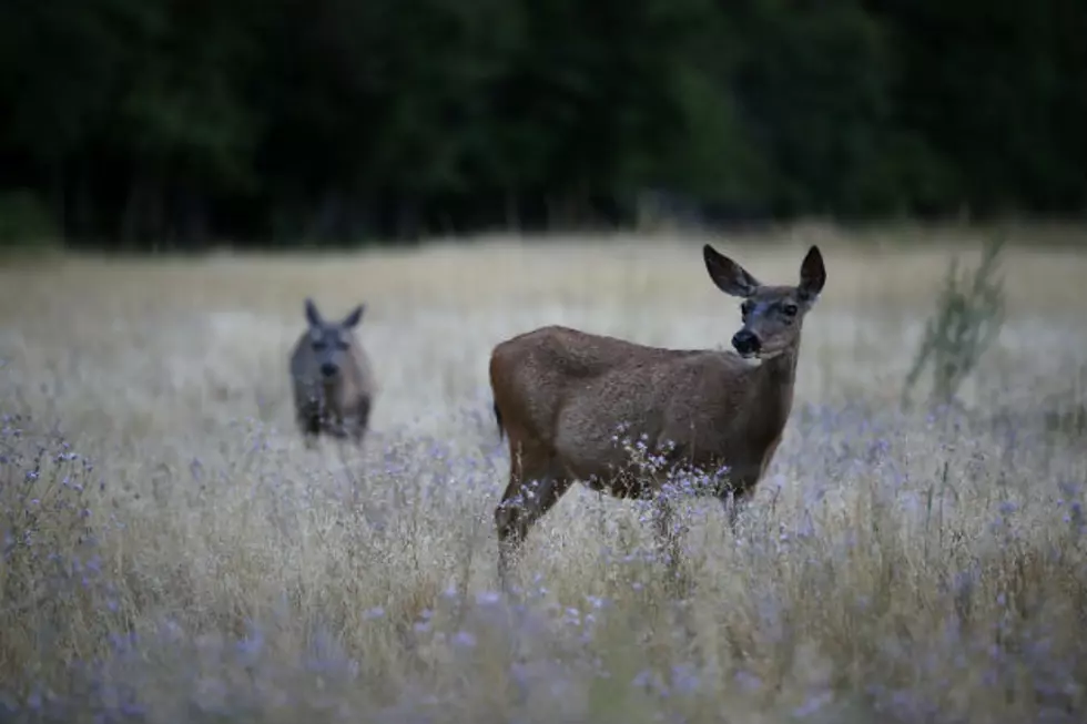 North Dakota Deer Hunter Success at 55% Last Year