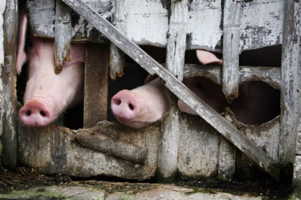 Deadly Pig Virus Confirmed in North Dakota