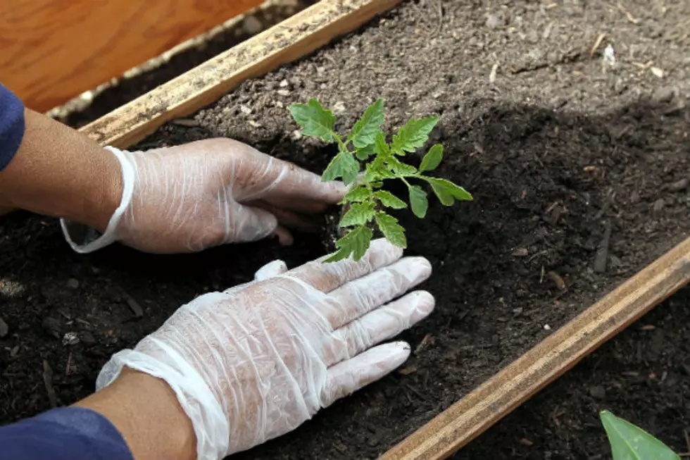 Bismarck Celebrates Earth Day with Festival at McCade Church