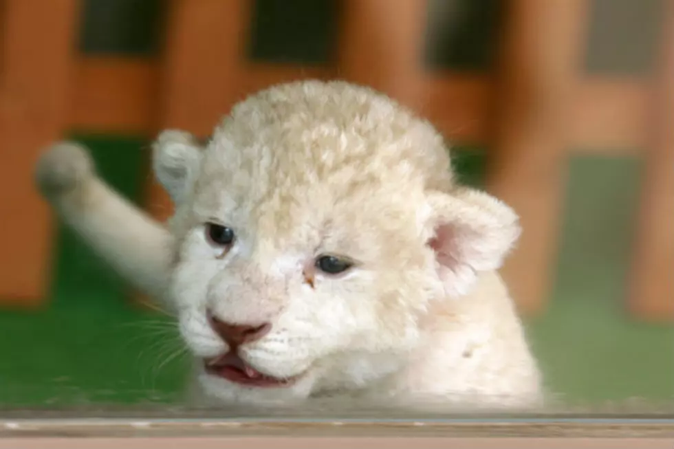 Cute Lion Cub Sneaks Up on Cute Dog and Scares Him in South Africa. [VIDEO]