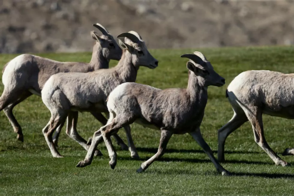 North Dakota Sheep Ranchers Question Bighorn Die-Off Theory