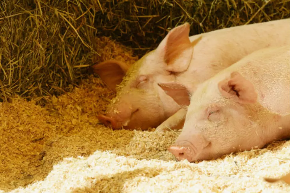 Dakotas Vets Warn of Pig Virus Spread
