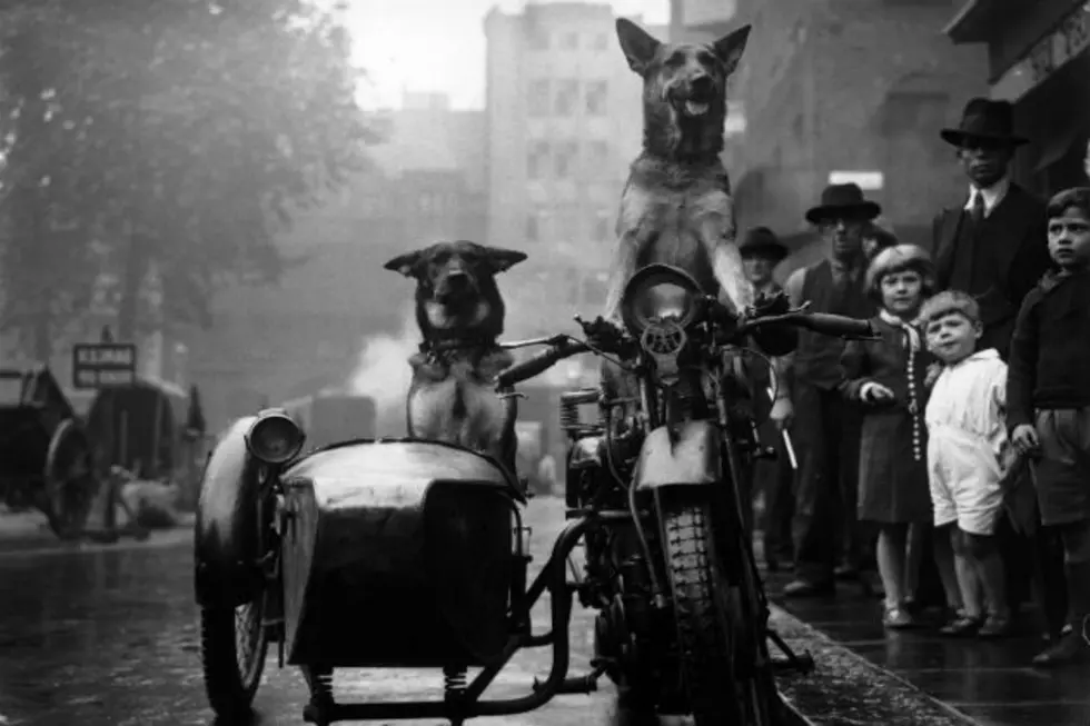 Dogs on Motorcycles!  Dogs on Motorcycles!