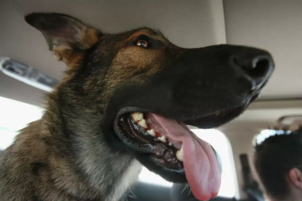 World’s First Driving Dog [VIDEO]