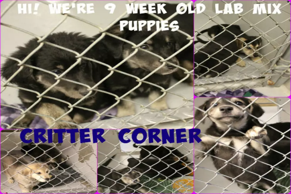 Critter Corner Has a Litter of Lab Mix Puppies  [VIDEO]