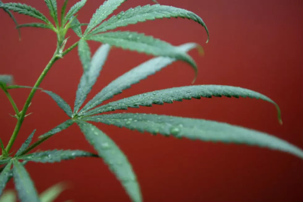 Committee, Stenehjem: “No” to Medical Marijuana Bill