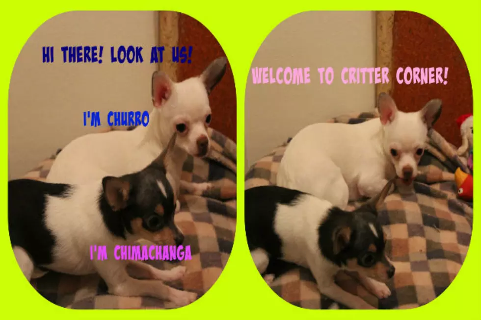 Critter Corner Features a Couple Small Dogs with Mexican Names [VIDEO]