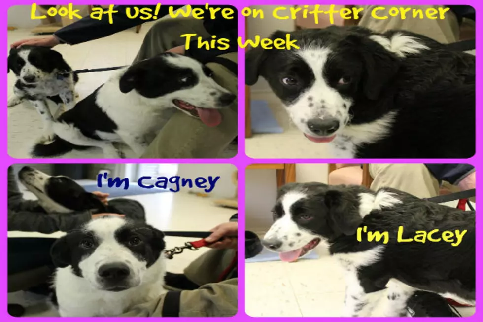 Critter Corner Introduces You to Cagney and Lacey  [VIDEO]