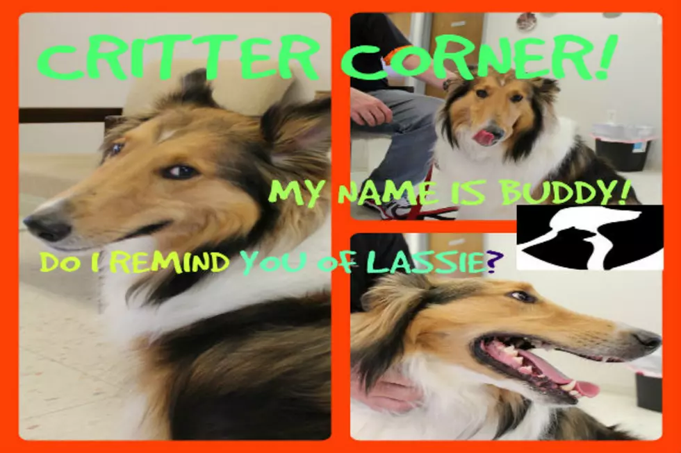 Meet &#8220;Buddy&#8221; in This Week&#8217;s Critter Corner  [VIDEO]