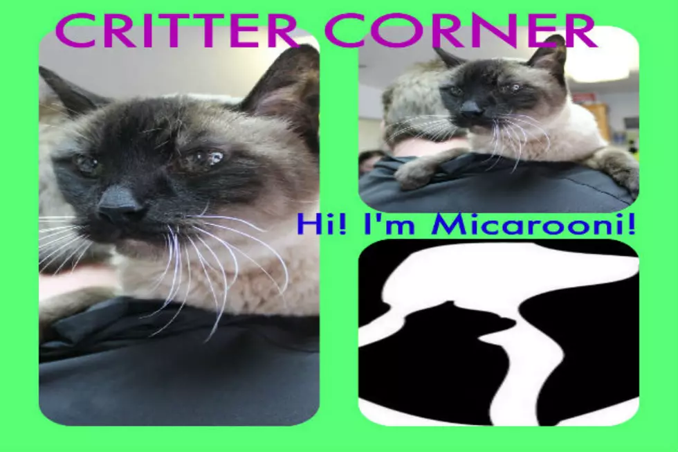 Critter Corner Introduces You to Micarooni, the Cat!  [WATCH]
