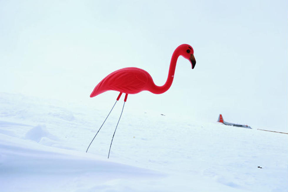 Plastic Flamingo Creator Dies
