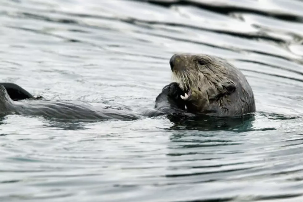 Otter Dies at Minot Zoo