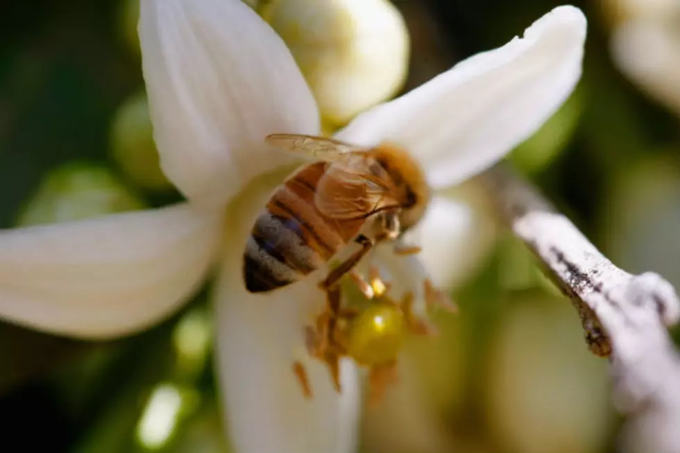 Truck Full Of Honeybees Overturns in Oklahoma