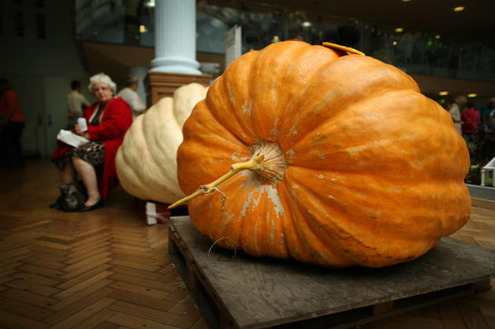 Giant 100 Pound Pumpkin Stolen from Yard
