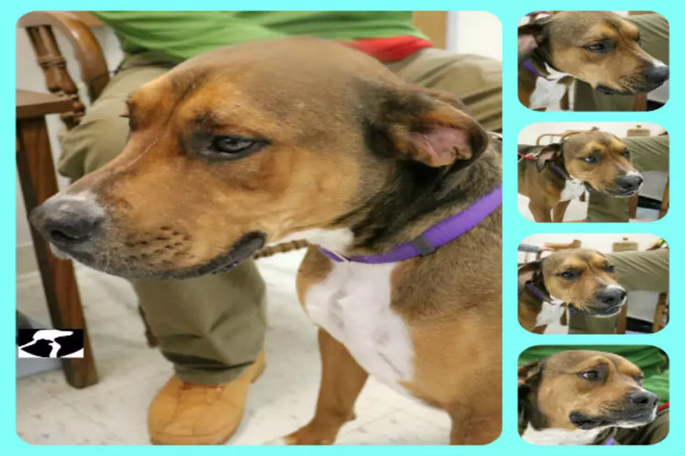 Sergei is a Male Boxer Mix in Critter Corner This Week  [VIDEO]
