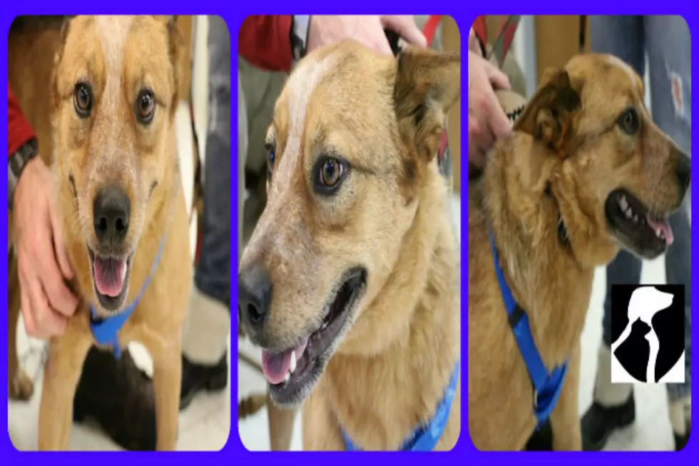 Dingo is a Smart Dog and is Ready for Adoption Now  [VIDEO]