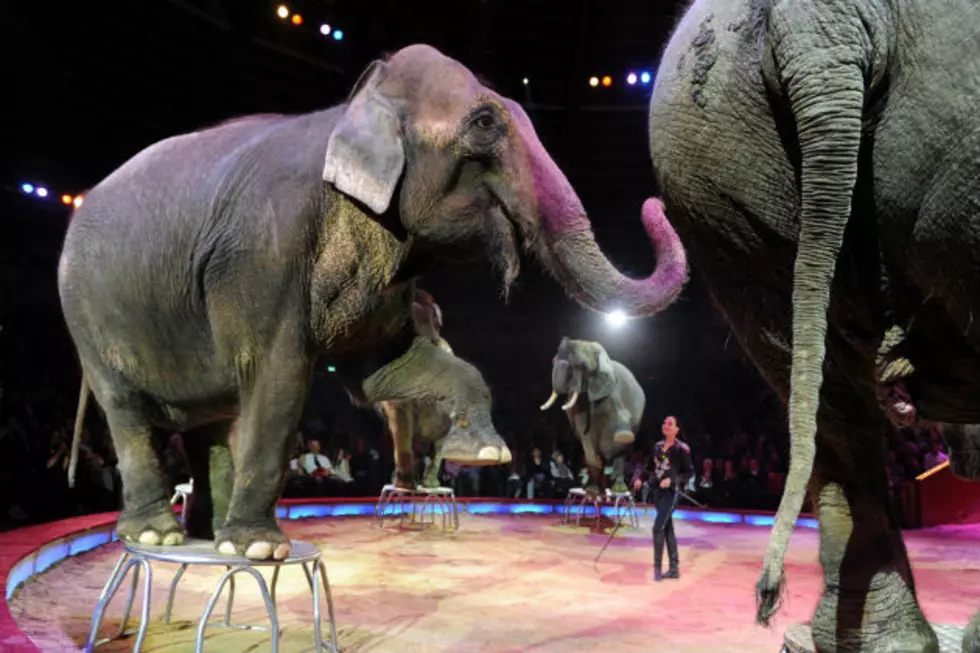 Ringling Elephants To Retire In May