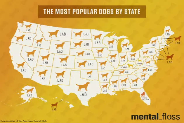 What is the Most Popular Dog Breed in North Dakota?