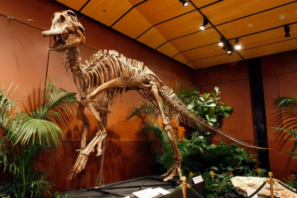 Oil Slump Delays Fundraising For North Dakota Dinosaur “Mummy”