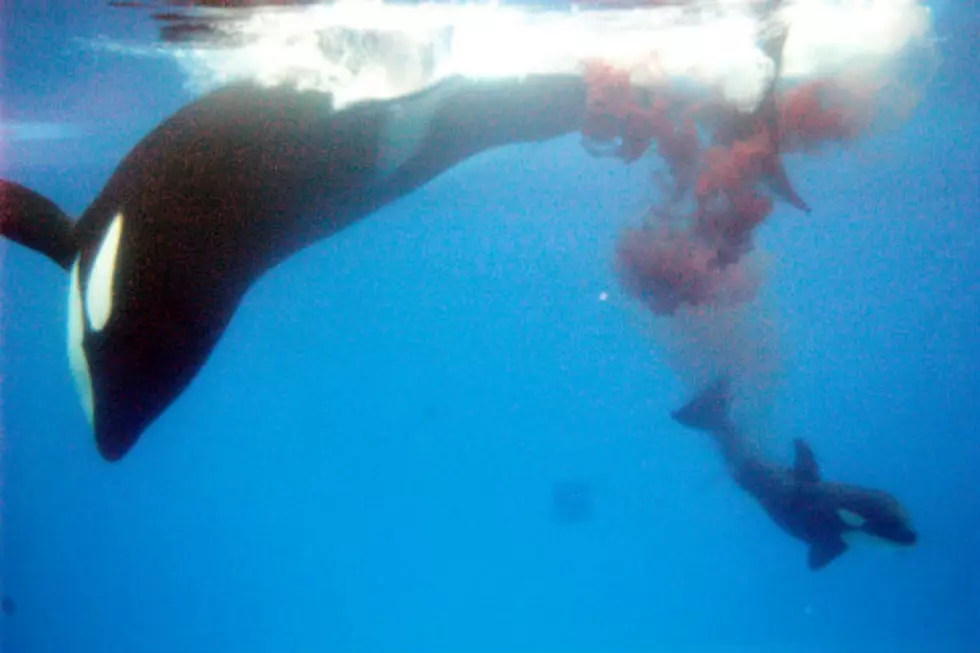 SeaWorld To Stop Breeding, Trick-Training Orcas
