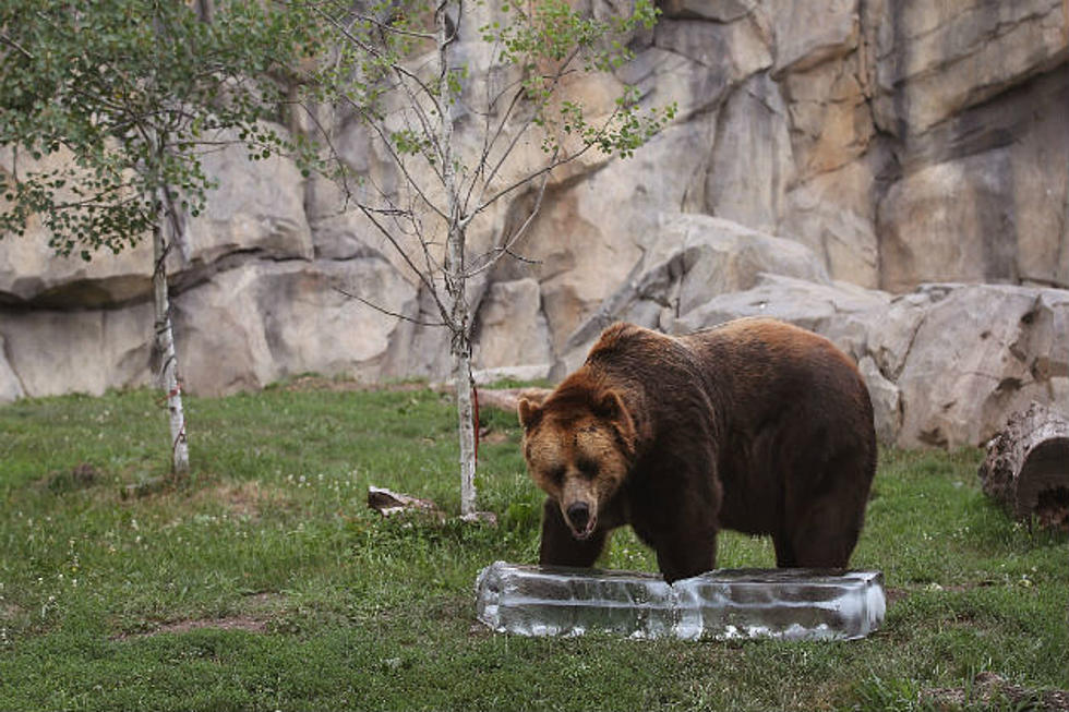 Bear Attacks Minot Man