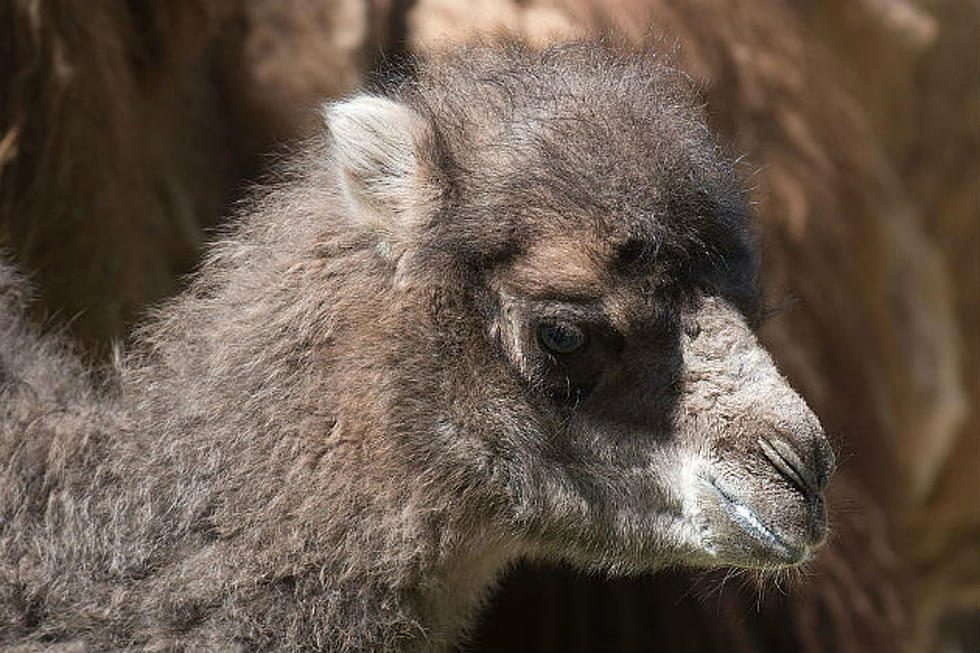 Newborn Camel at the Dakota Zoo has Died