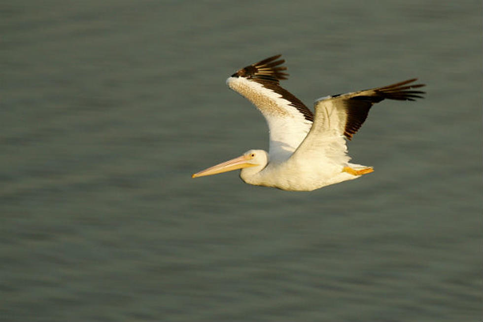 Pelicans Back In North Dakota In Near-Record Numbers