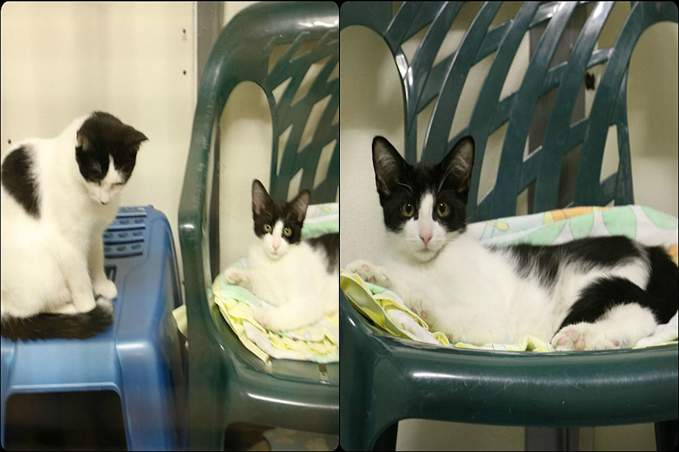 Look at the Kitties in this Week&#8217;s Critter Corner