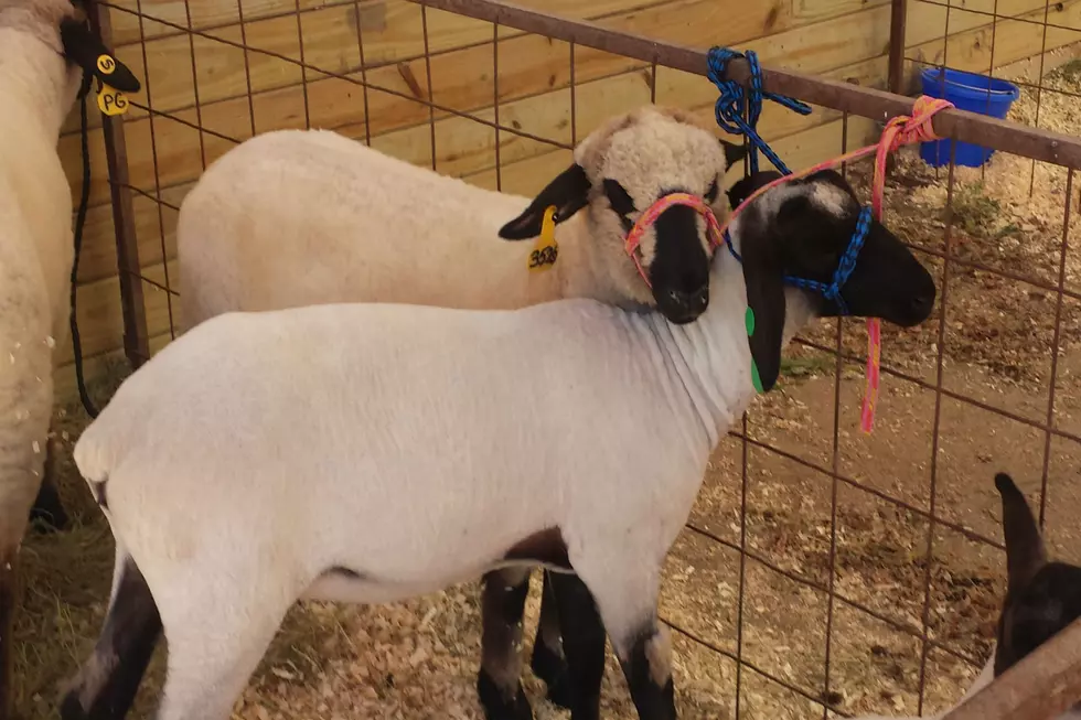 See The Morton County Fair and 4-H Achievement Days