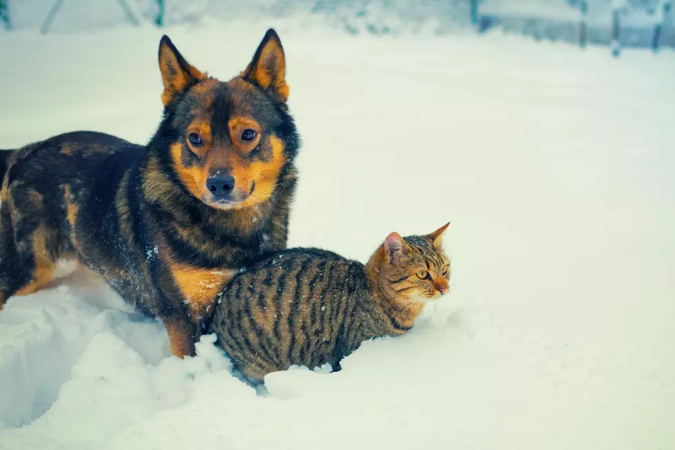 Safety Winter Tips for Pets