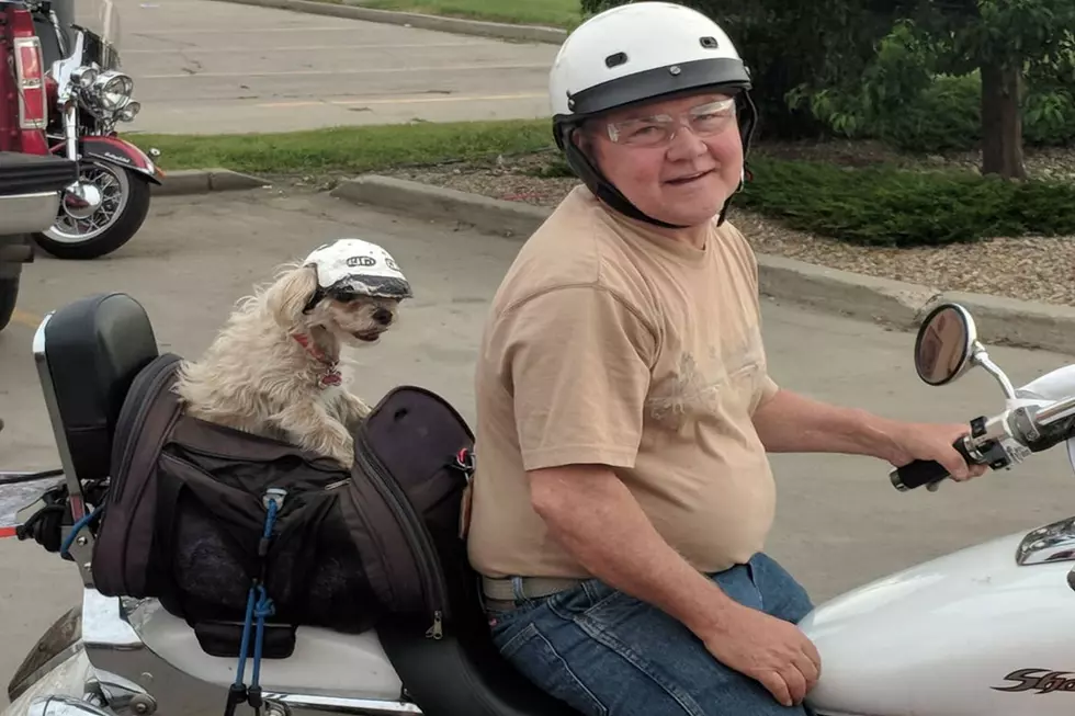 Week 3 From Bike Night Brings Out More Dogs Riding Bikes