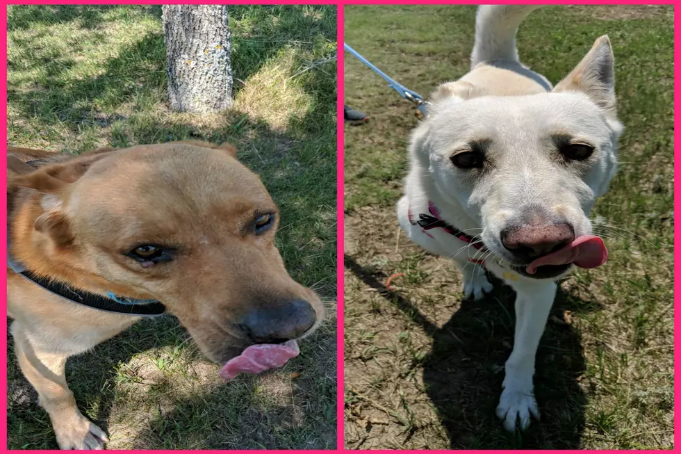 See Two Great Dogs In Critter Corner