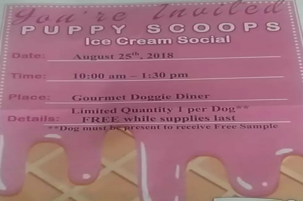 Ice Cream Social for dogs