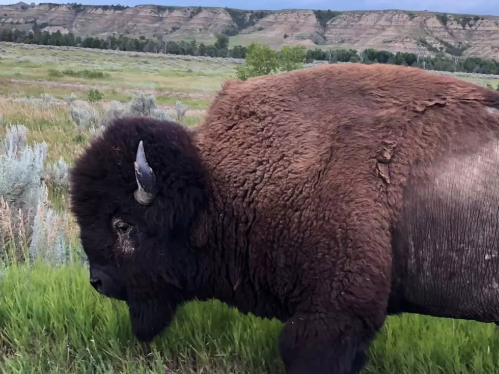 Another Bison Attack, This Time In North Dakota!